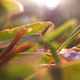 Illustration for article titled Shooting Challenge: Macro Gallery